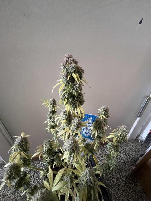 Sticky Broccoli Auto - Eternity Grow Cup. Week 19