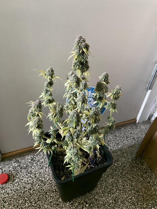 Sticky Broccoli Auto - Eternity Grow Cup. Week 19