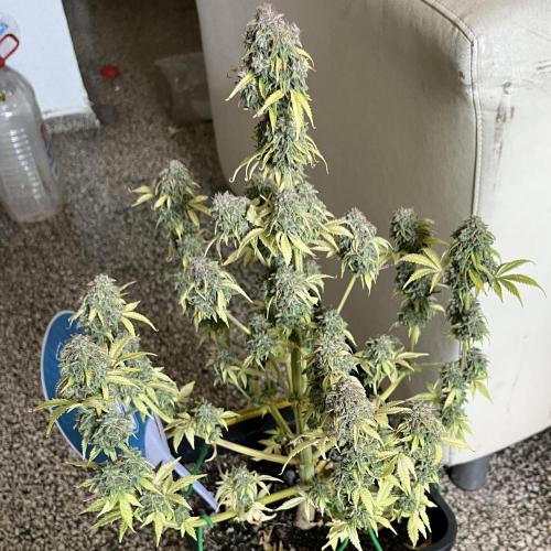 Sticky Broccoli Auto - Eternity Grow Cup. Week 19