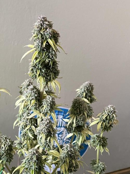 Sticky Broccoli Auto - Eternity Grow Cup. Week 19