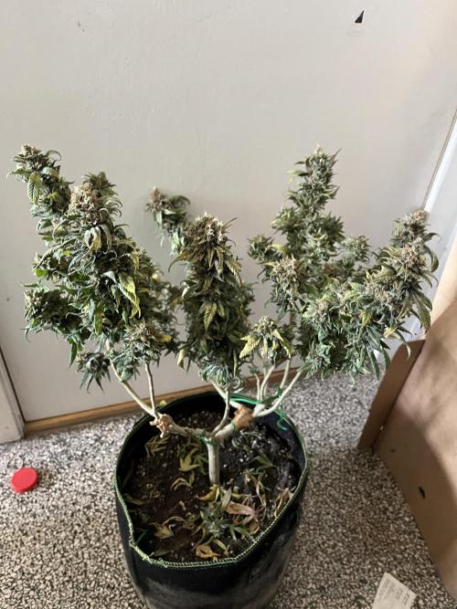 Blue Sunset Sherbet # 2 “Tiger Balm”. Week 9