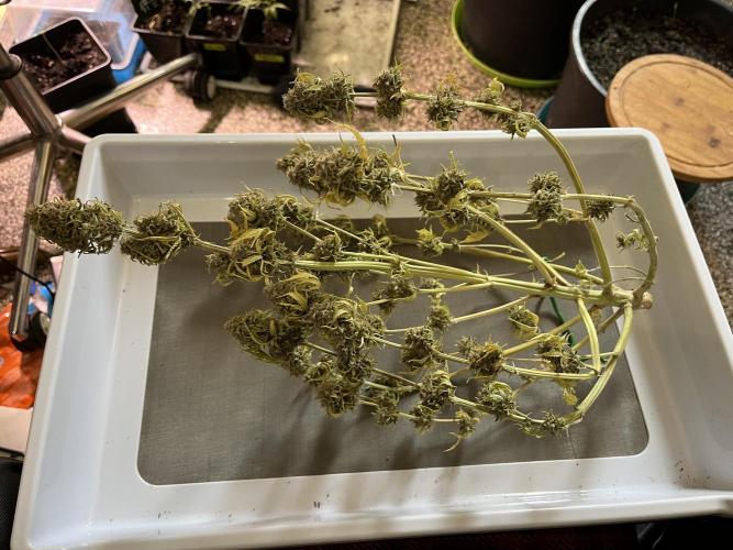 Sticky Broccoli Auto - Eternity Grow Cup. Week 19