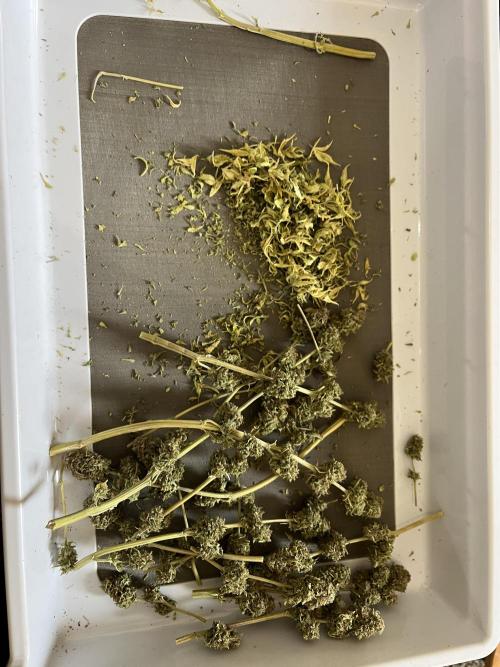 Sticky Broccoli Auto - Eternity Grow Cup. Week 19
