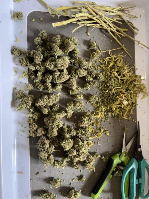 Sticky Broccoli Auto - Eternity Grow Cup. Week 19
