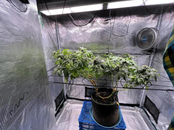 Alien OG - Clone from last year. Week 6