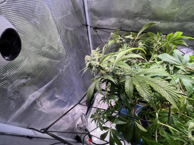 Alien OG - Clone from last year. Week 6