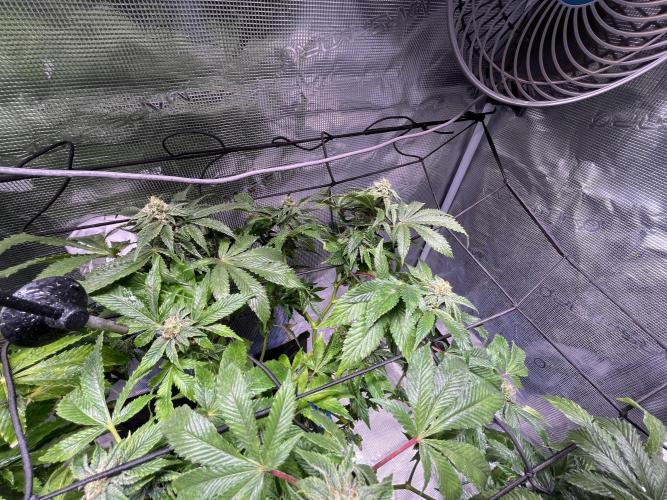 Alien OG - Clone from last year. Week 6