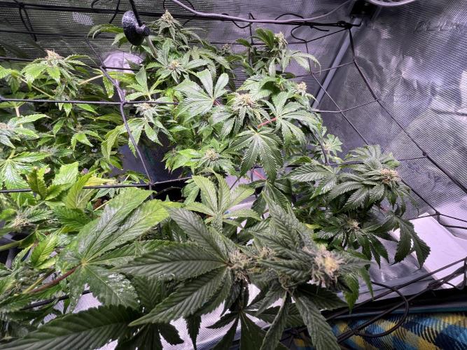 Alien OG - Clone from last year. Week 6