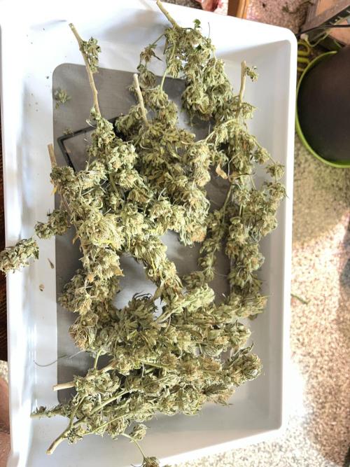 Blue Sunset Sherbet # 2 “Tiger Balm”. Week 9