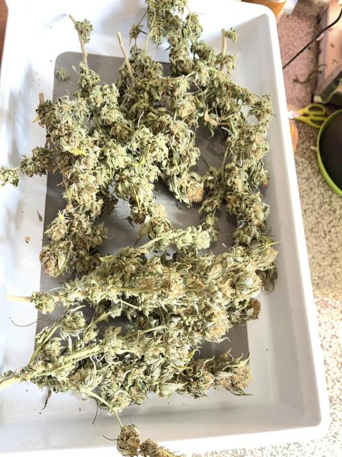 Blue Sunset Sherbet # 2 “Tiger Balm”. Week 9