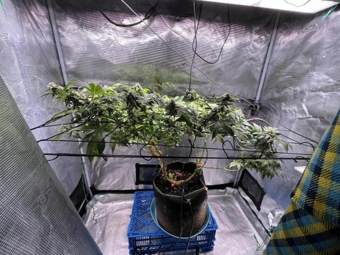 Alien OG - Clone from last year. Week 7