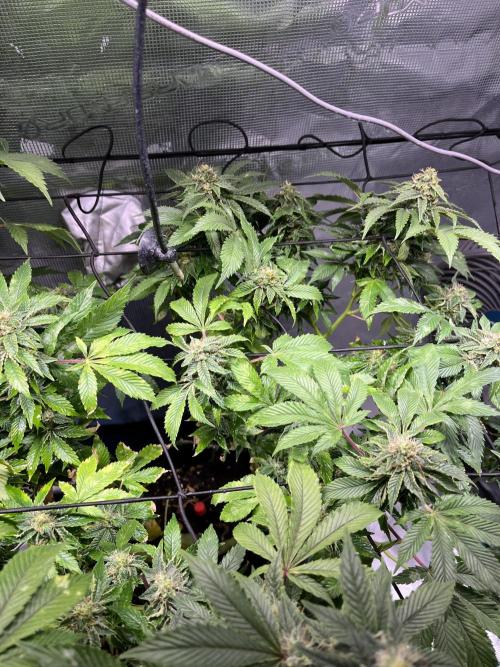 Alien OG - Clone from last year. Week 7