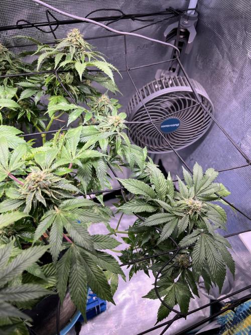 Alien OG - Clone from last year. Week 7