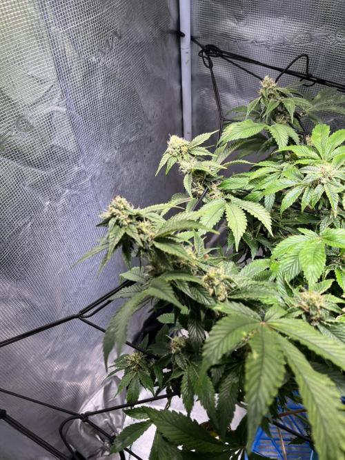 Alien OG - Clone from last year. Week 7