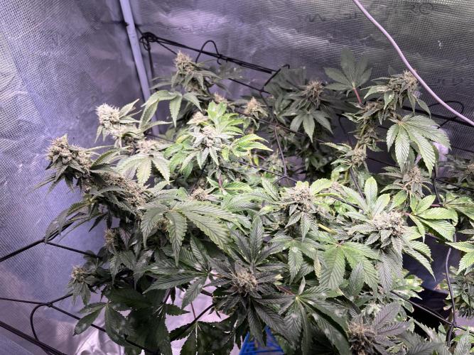 Alien OG - Clone from last year. Week 8