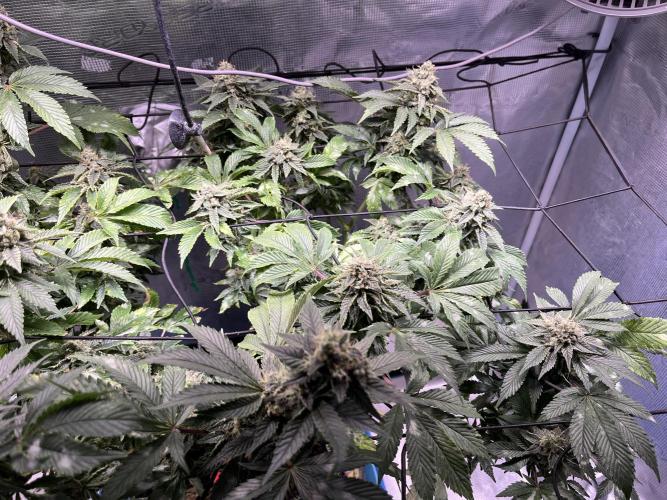 Alien OG - Clone from last year. Week 8
