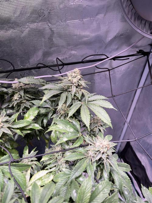 Alien OG - Clone from last year. Week 8