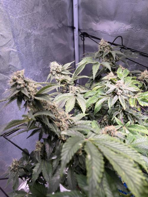 Alien OG - Clone from last year. Week 8