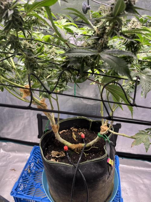 Alien OG. Week 8