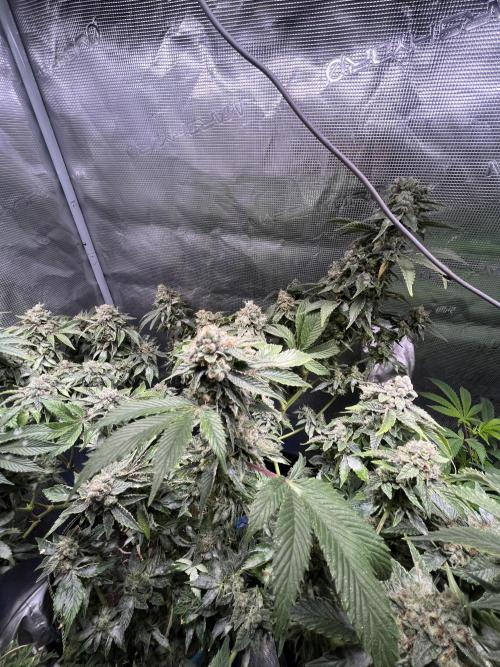 Alien OG - Clone from last year. Week 9