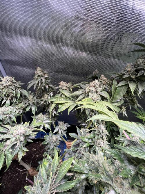 Alien OG - Clone from last year. Week 9