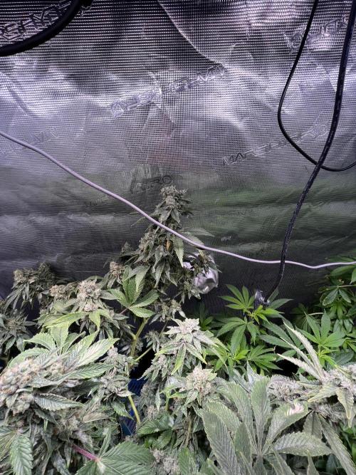Alien OG - Clone from last year. Week 9