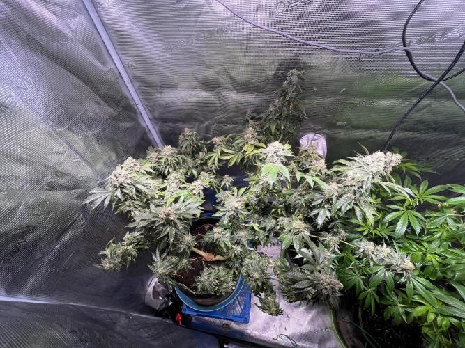 Alien OG - Clone from last year. Week 9