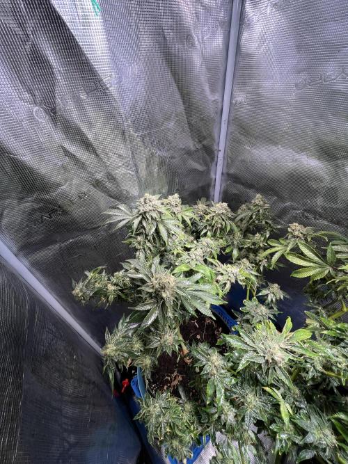 Alien OG - Clone from last year. Week 9