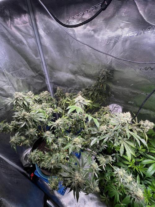 Alien OG. Week 9