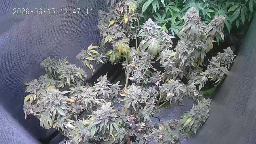 Alien OG - Clone from last year. Week 10