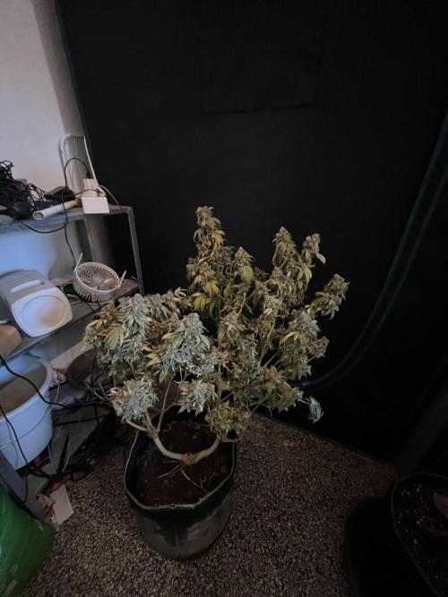 Alien OG - Clone from last year. Week 10