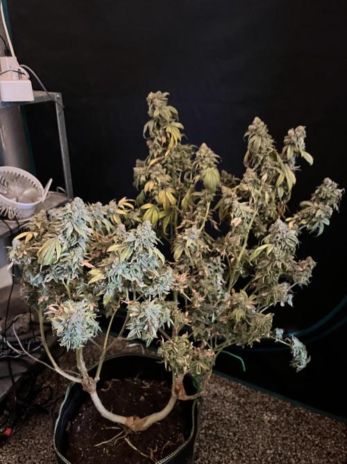 Alien OG - Clone from last year. Week 10