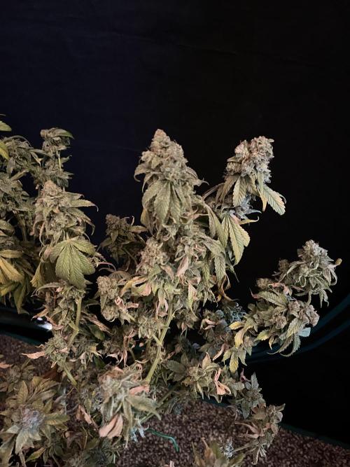 Alien OG - Clone from last year. Week 10