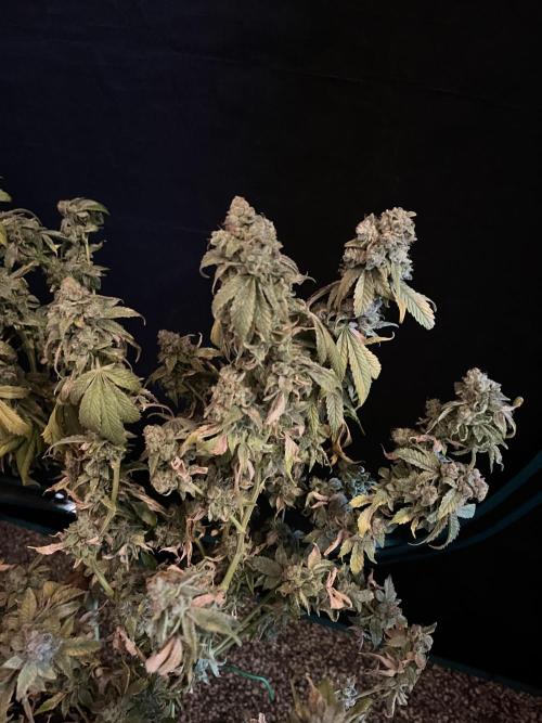 Alien OG - Clone from last year. Week 10