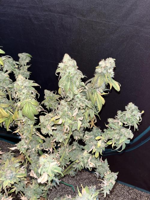 Alien OG - Clone from last year. Week 10