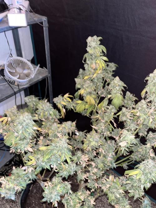 Alien OG. Week 10