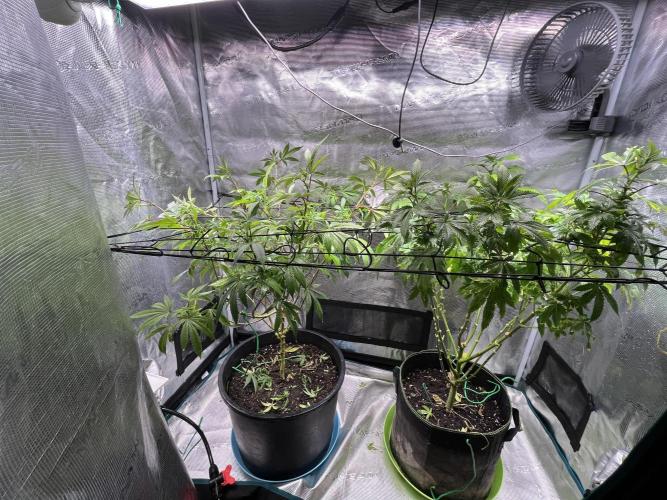 MK-Ultra Kush & Biscotti Mintz. Week 2