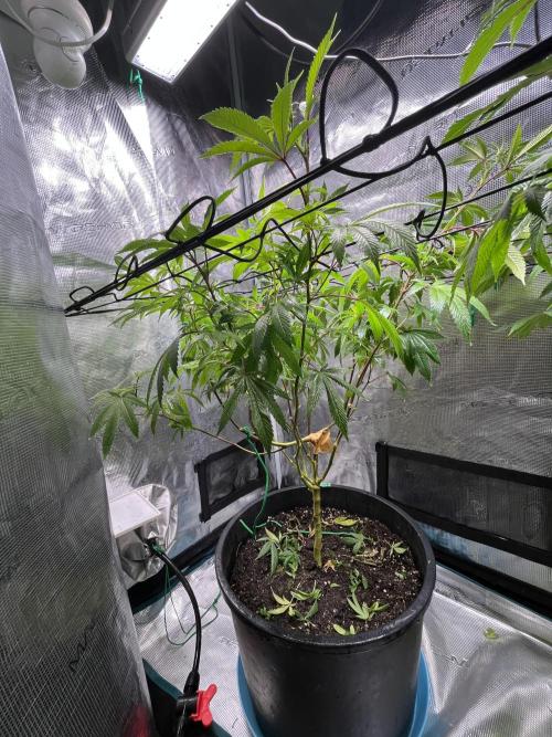 MK-Ultra Kush & Biscotti Mintz. Week 2 - Biscotti Mintz