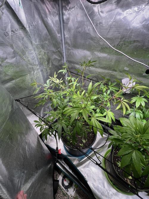 MK-Ultra Kush & Biscotti Mintz. Week 2 - Biscotti Mintz
