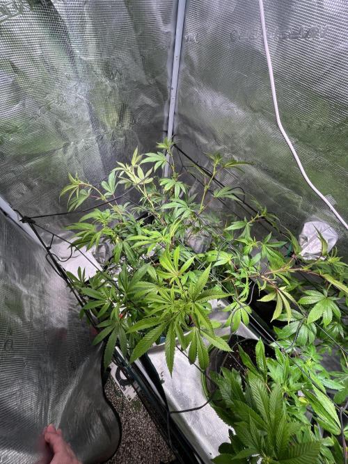 MK-Ultra Kush & Biscotti Mintz. Week 2 - Biscotti Mintz