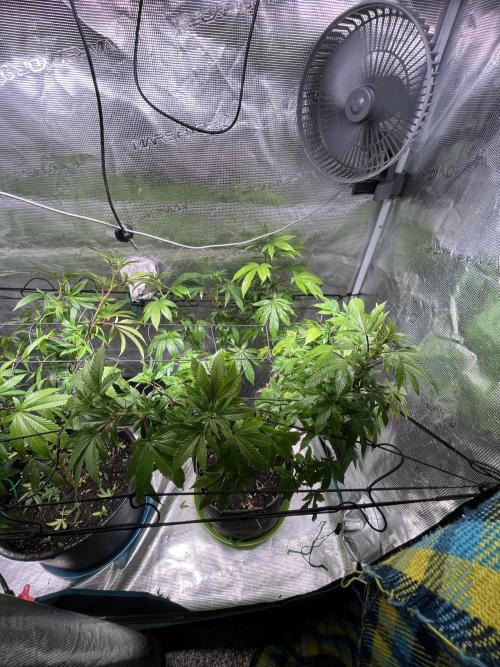 MK-Ultra Kush & Biscotti Mintz. Week 2 - MK Ultra