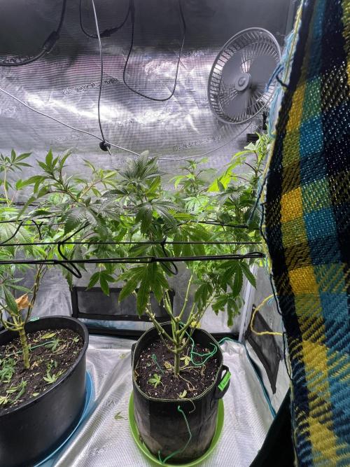 MK-Ultra Kush & Biscotti Mintz. Week 2