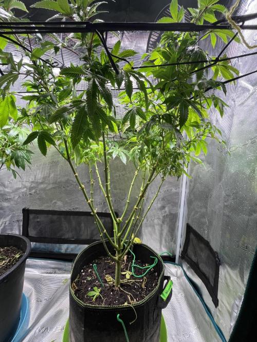 MK-Ultra Kush & Biscotti Mintz. Week 2