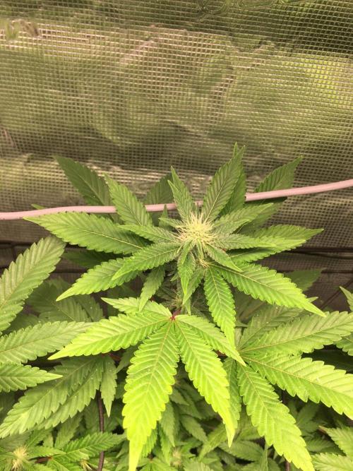 MK-Ultra Kush & Biscotti Mintz. Week 3