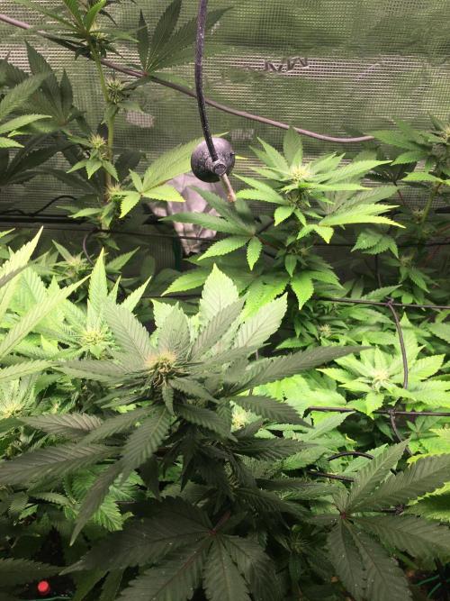 MK-Ultra Kush & Biscotti Mintz. Week 3