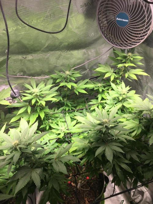 MK-Ultra Kush & Biscotti Mintz. Week 3