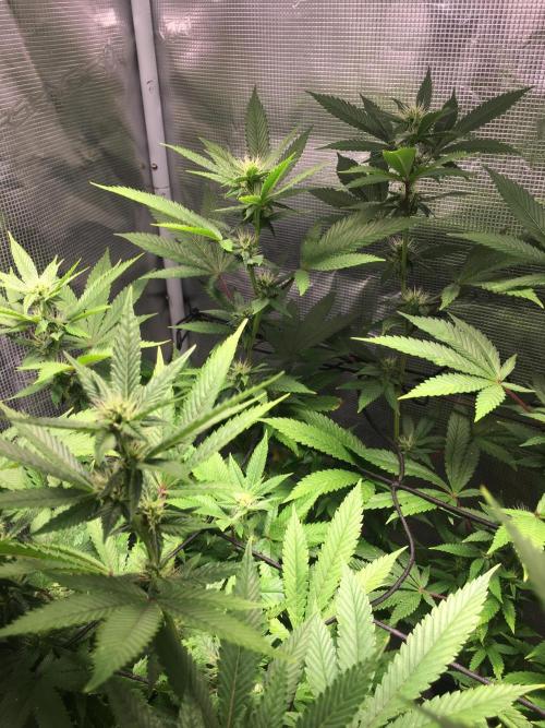MK-Ultra Kush & Biscotti Mintz. Week 3