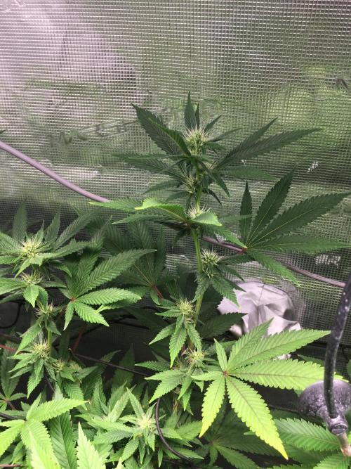 MK-Ultra Kush & Biscotti Mintz. Week 3