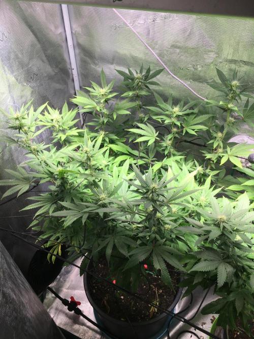 MK-Ultra Kush & Biscotti Mintz. Week 3