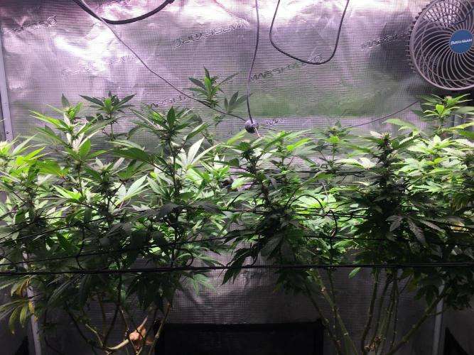 MK-Ultra Kush & Biscotti Mintz. Week 3